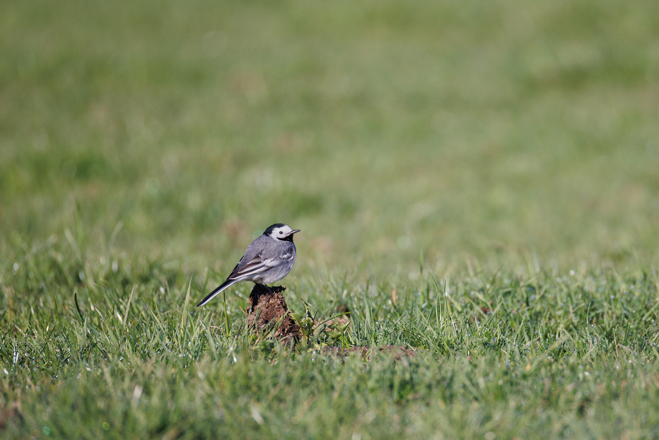 Bachstelze [Motacilla alba]