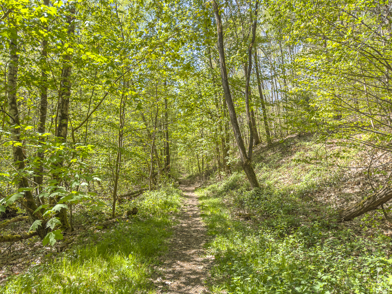 Enger Waldpfad
