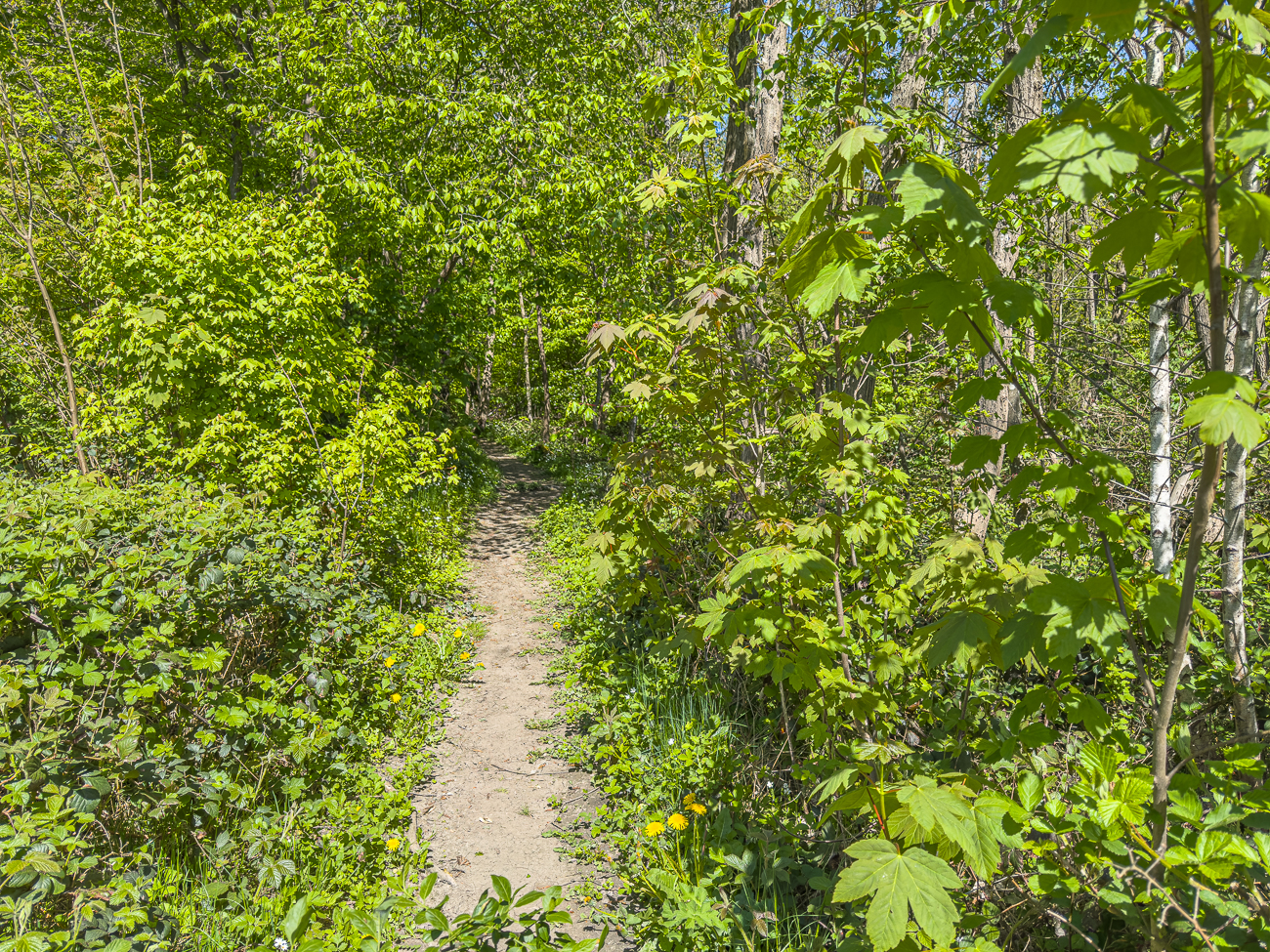 Enger Waldpfad