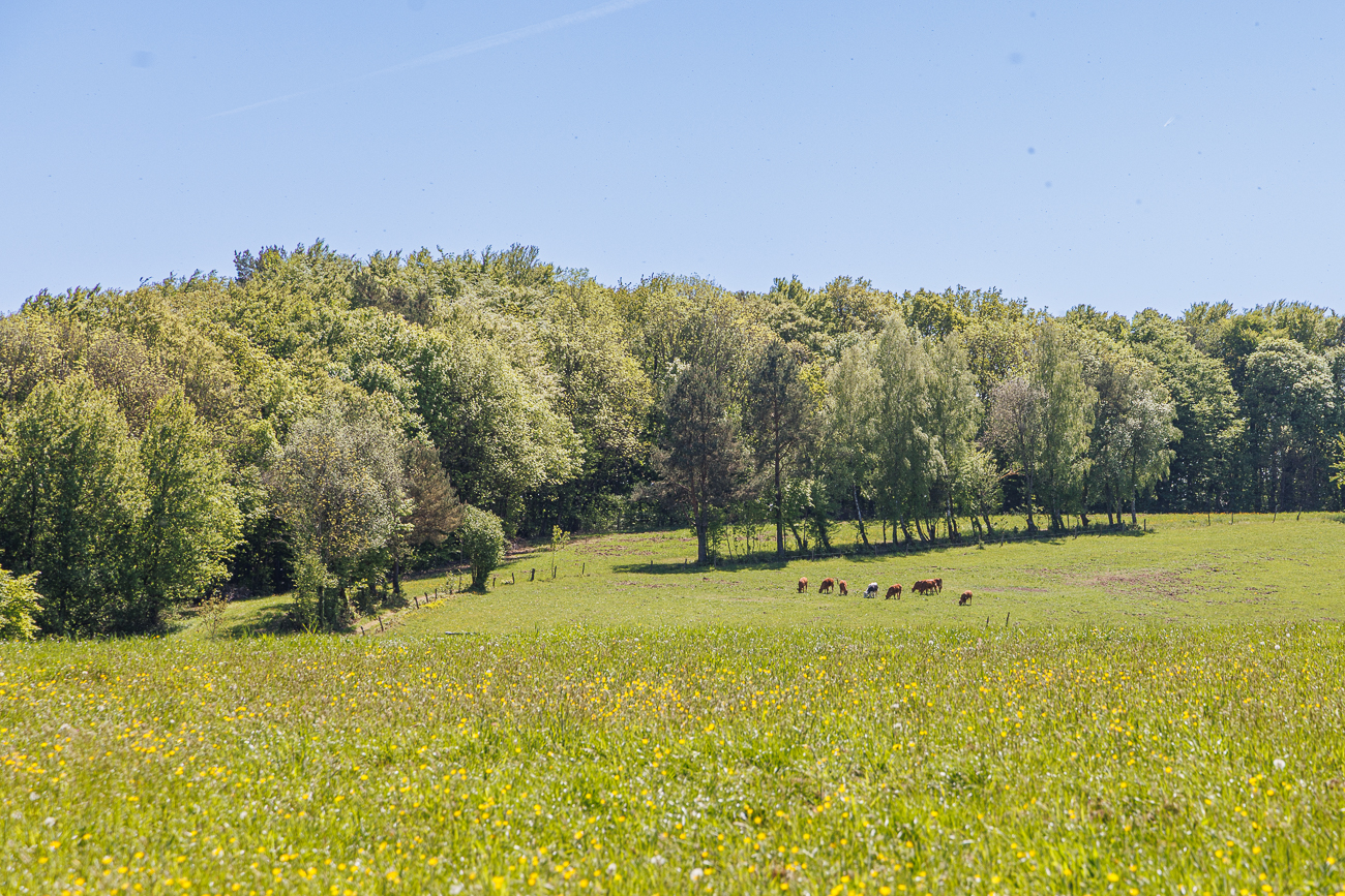 Weidende K&uuml;he