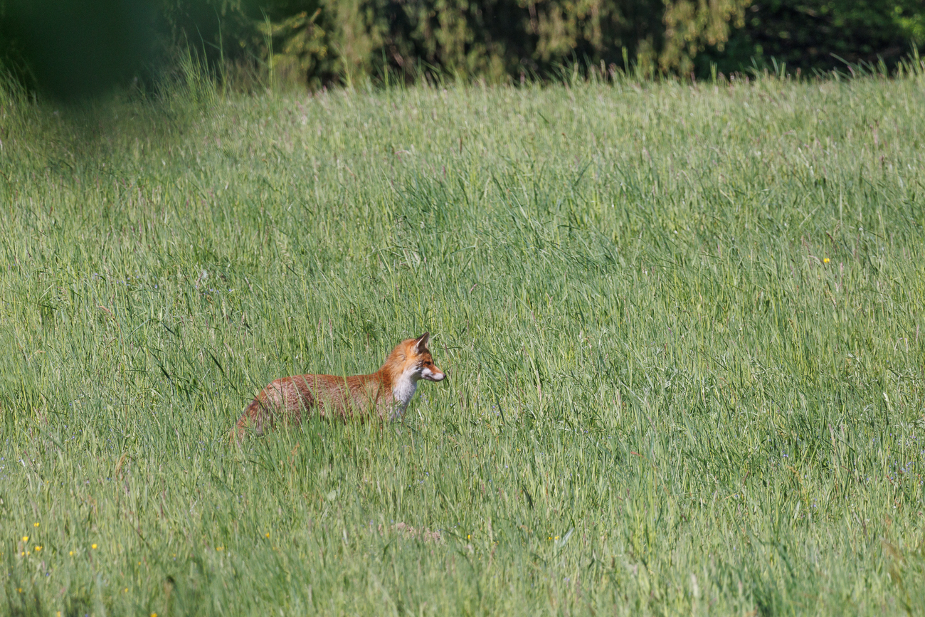 Rotfuchs [Vulpes vulpes] im Gras