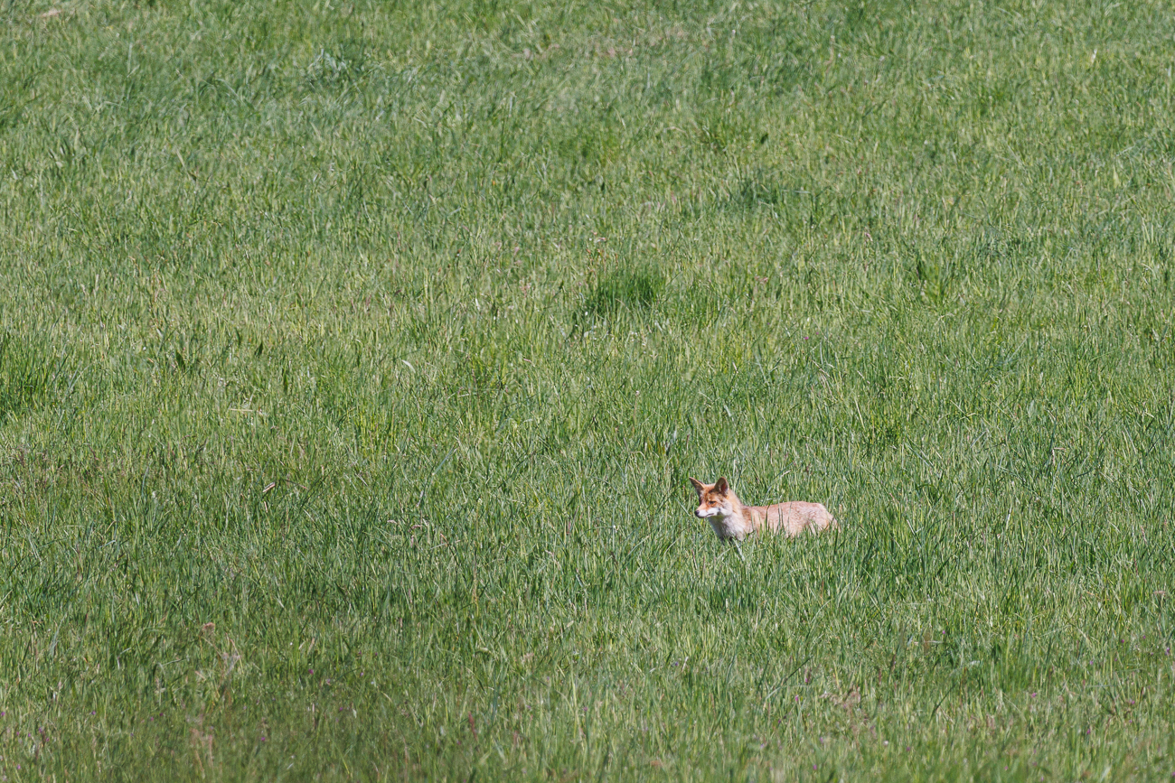 Ein zweiter Fuchs in der N&auml;he des ersten Tieres