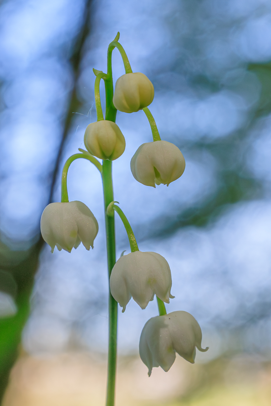 Maigl&ouml;ckchen [Convallaria majalis]