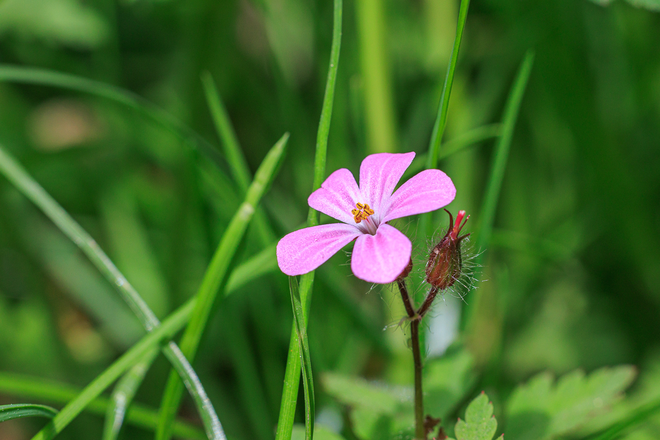 Purpur-Storchschnabel [Geranium purpureum]
