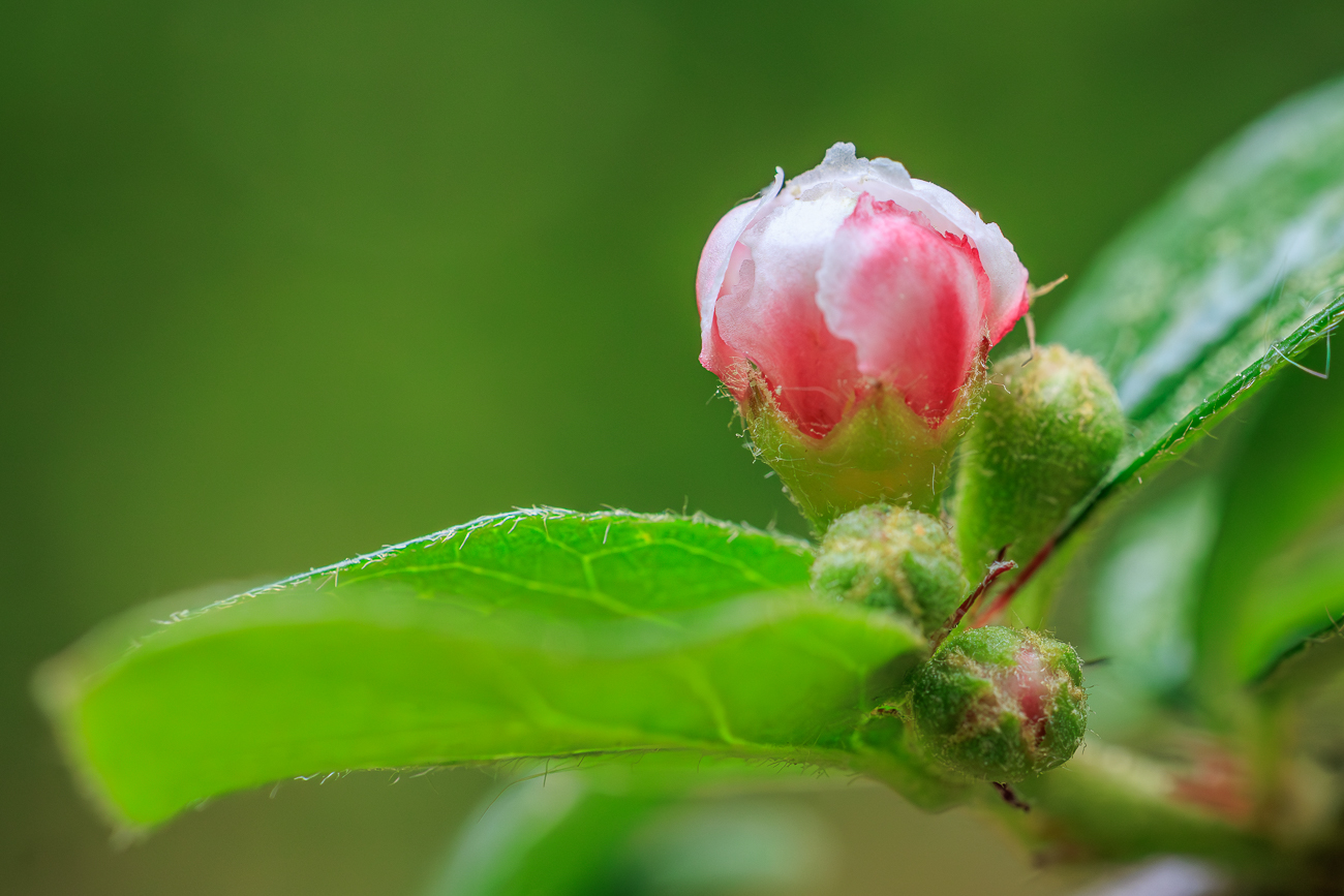 Sparrige Steinmispel [Cotoneaster divaricatus]