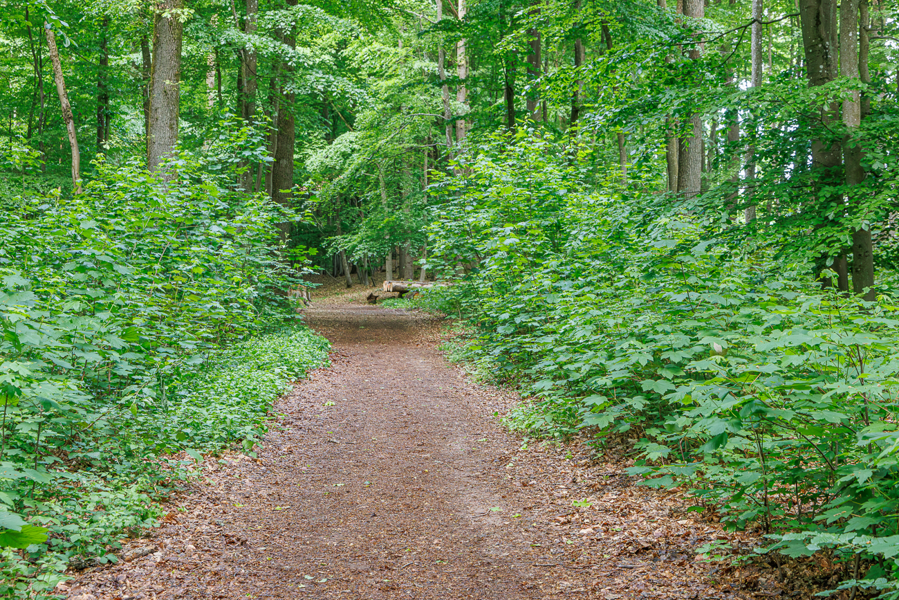 Durch den dunklen Wald