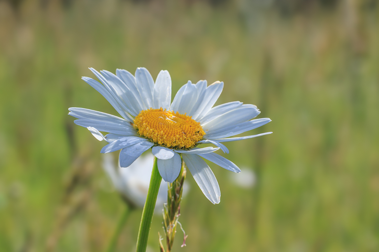 Wiesenmargerite [Leucanthemum ircutianum]