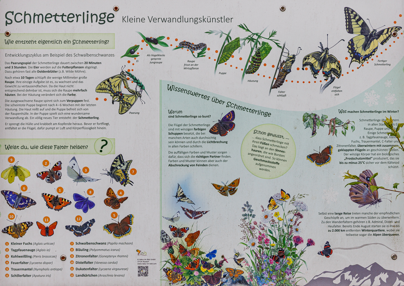 ... da werden die Schmetterlinge vom Winde verweht ...
