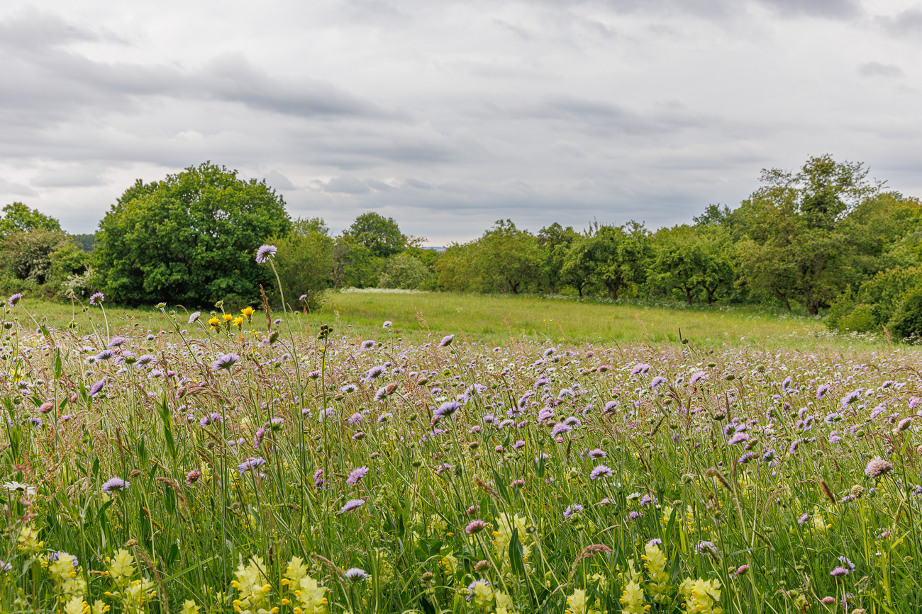 Blumenwiese