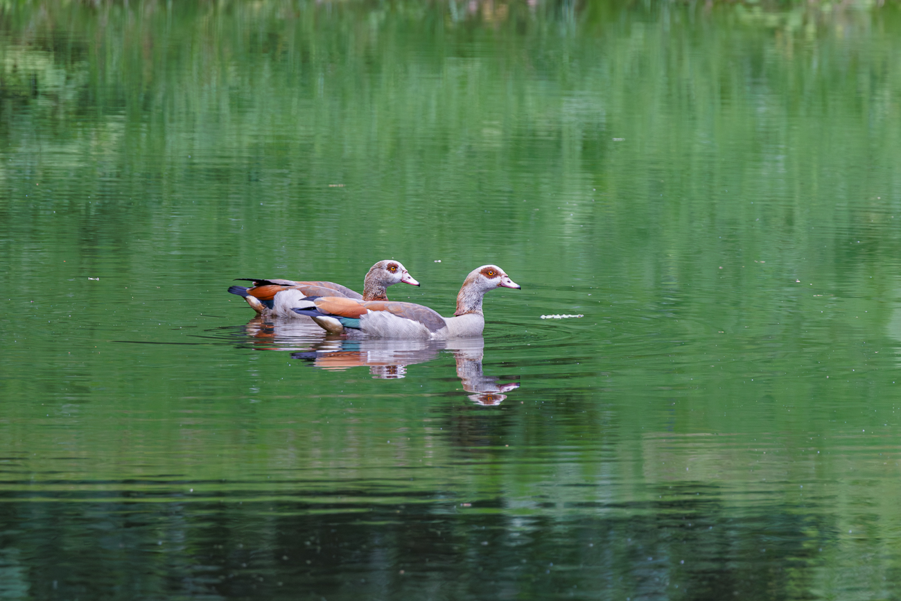 P&auml;rchen Nilg&auml;nse [Alopochen aegyptica]