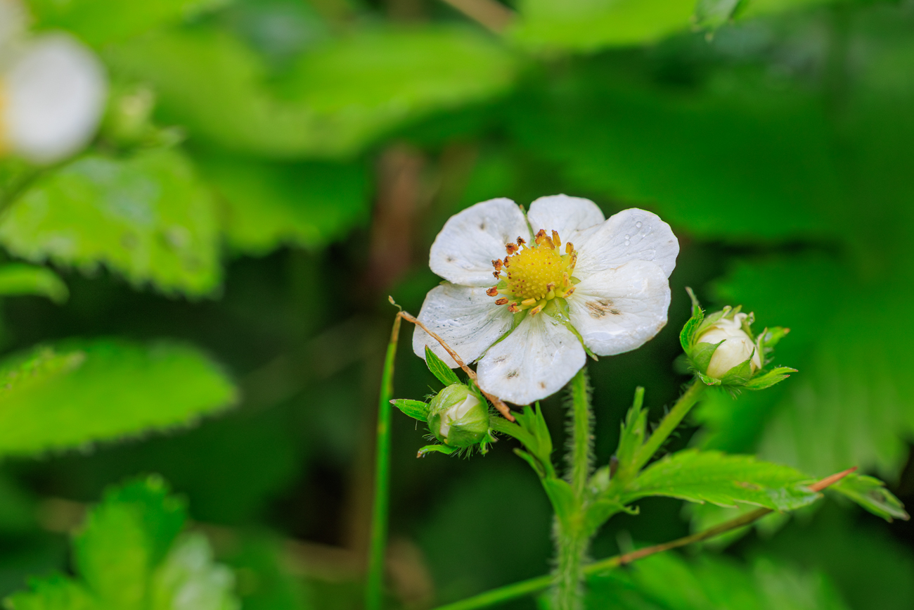 Wald-Erdbeere [Fragaria vesca]