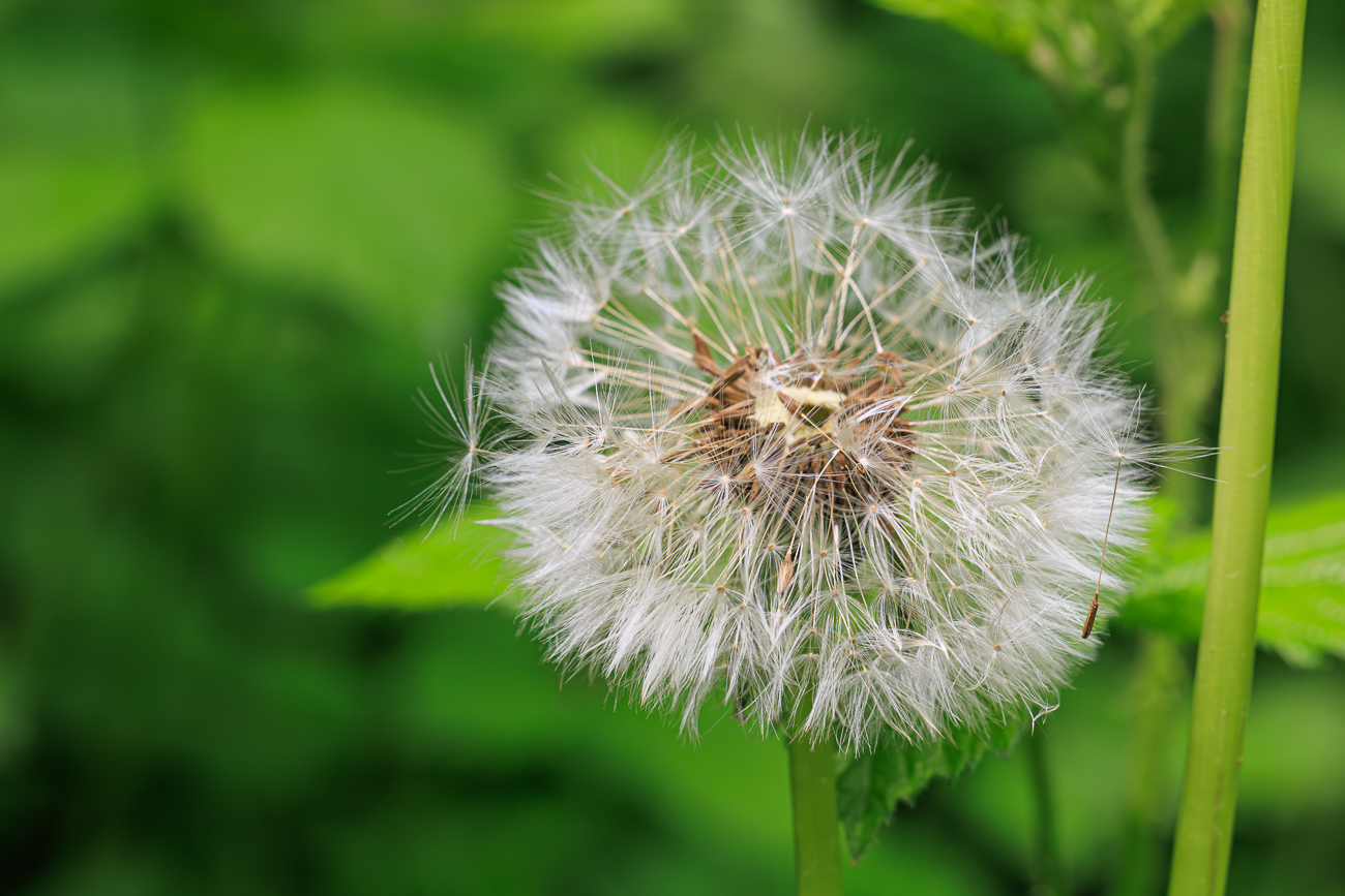 Ger&ouml;teter L&ouml;wenzahn [Taraxacum rubicundum]