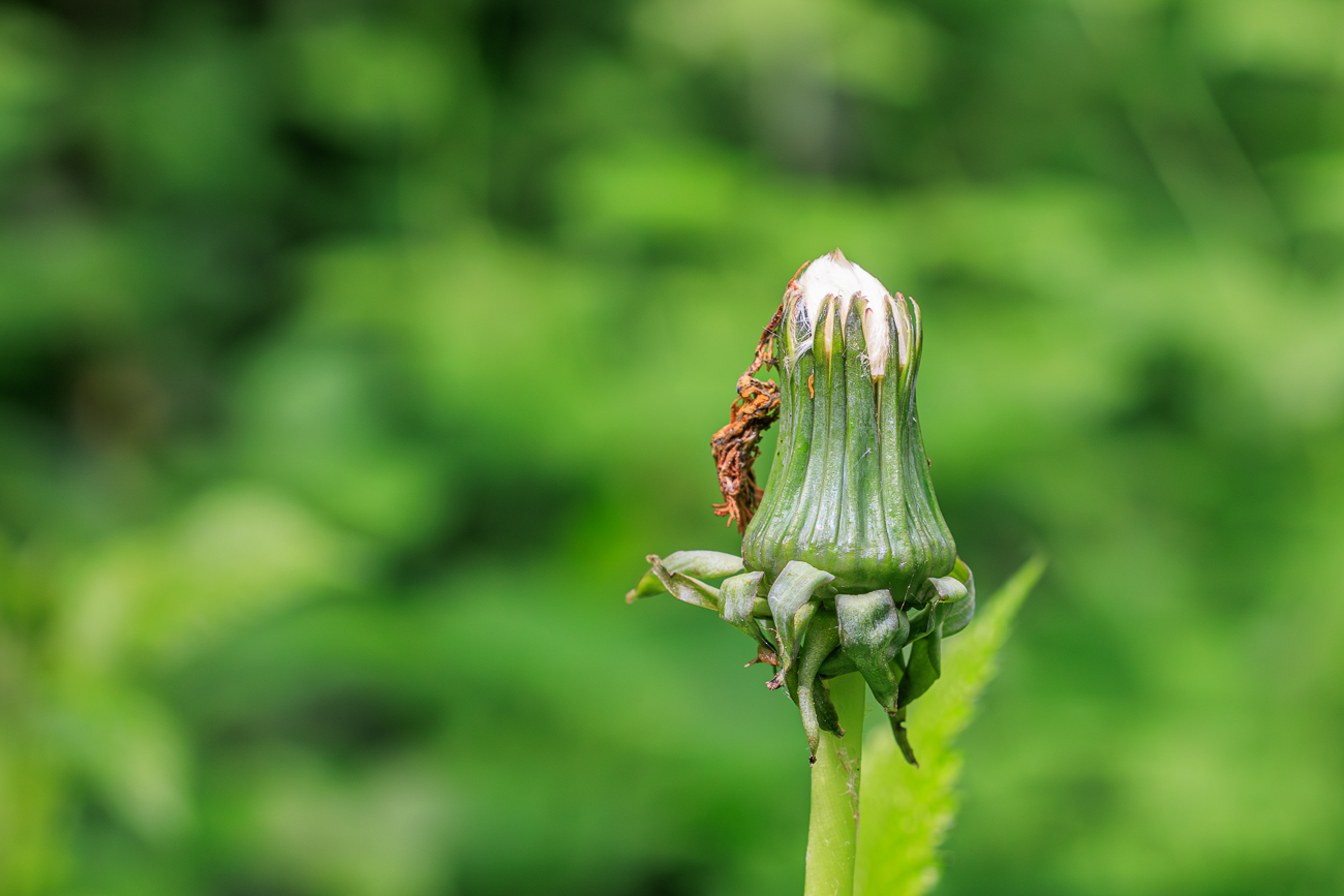 Ger&ouml;teter L&ouml;wenzahn [Taraxacum rubicundum]