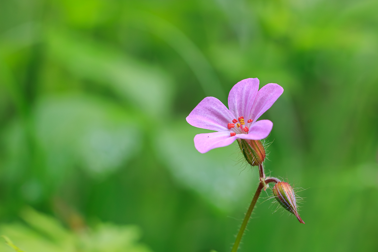 Stinkender Storchschnabel [Geranium robertianum]