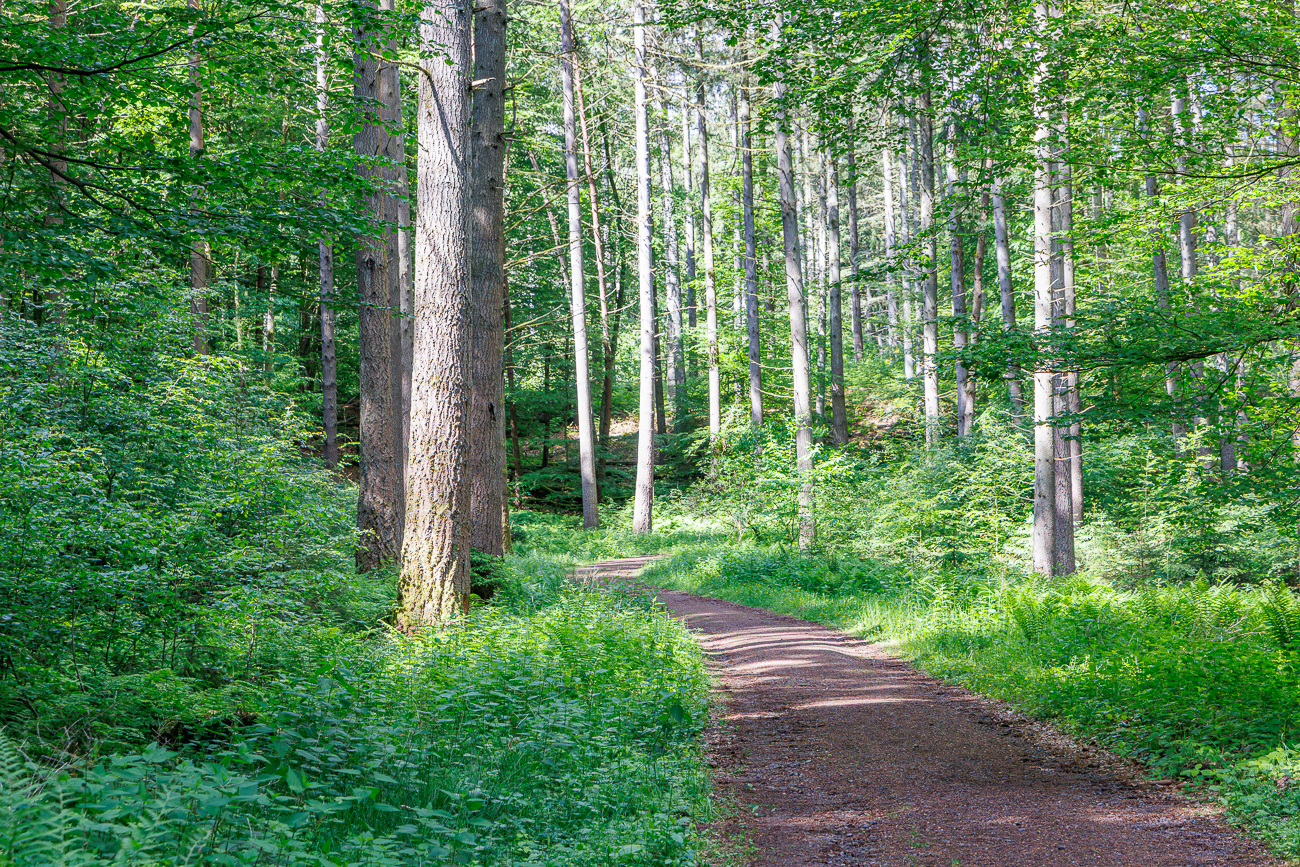 Sch&ouml;ner Waldweg