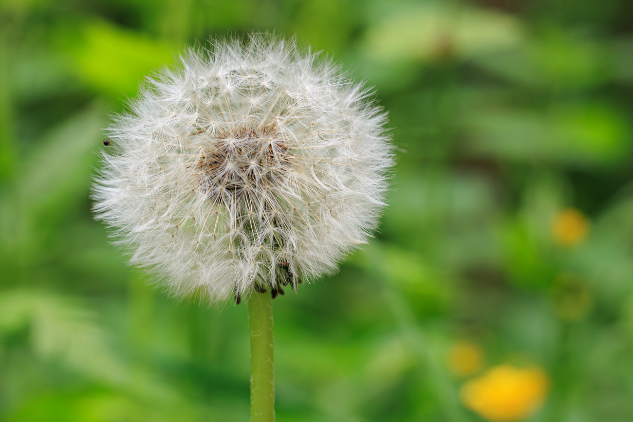 Ger&ouml;teter L&ouml;wenzahn [Taraxacum rubicundum]