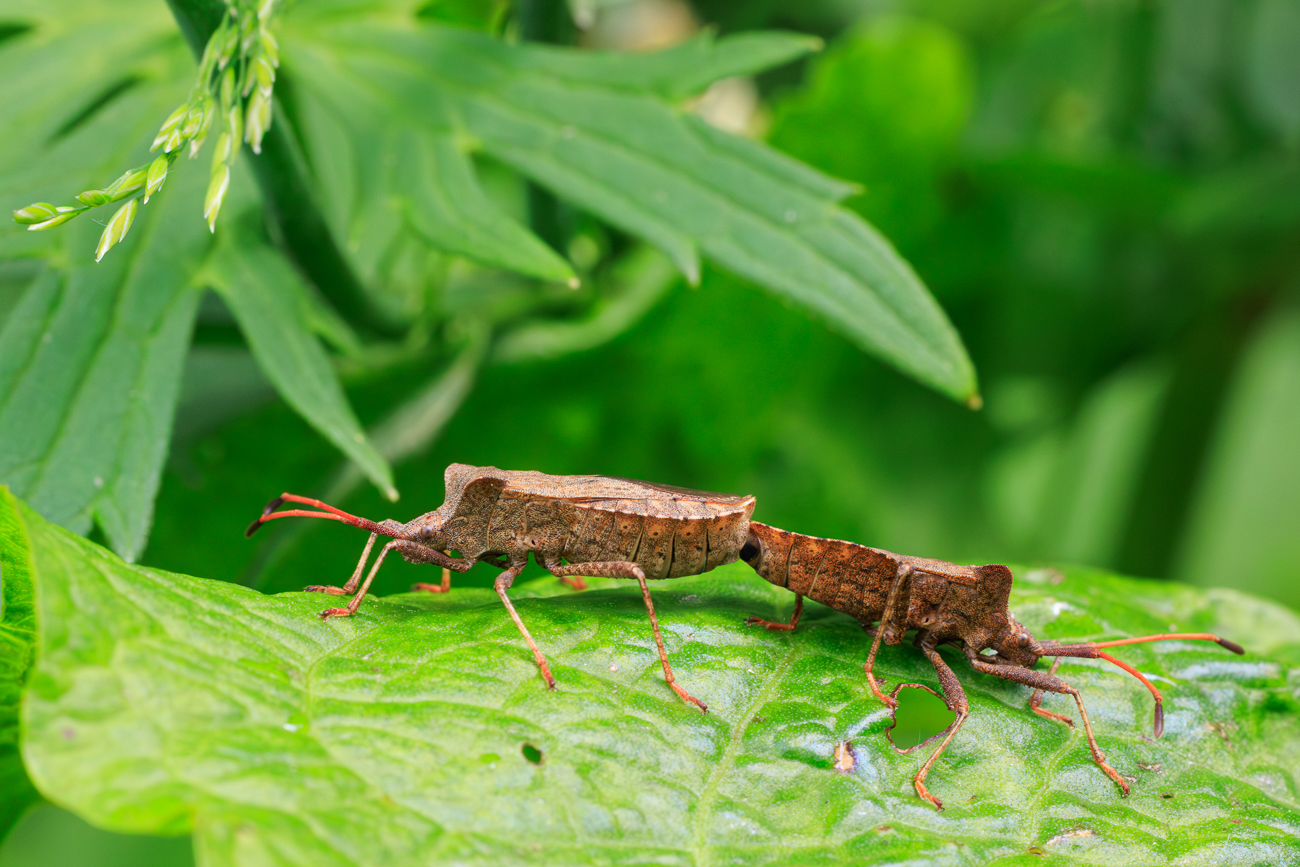 Lederwanzen [Coreus marginatus] bei der Paarung