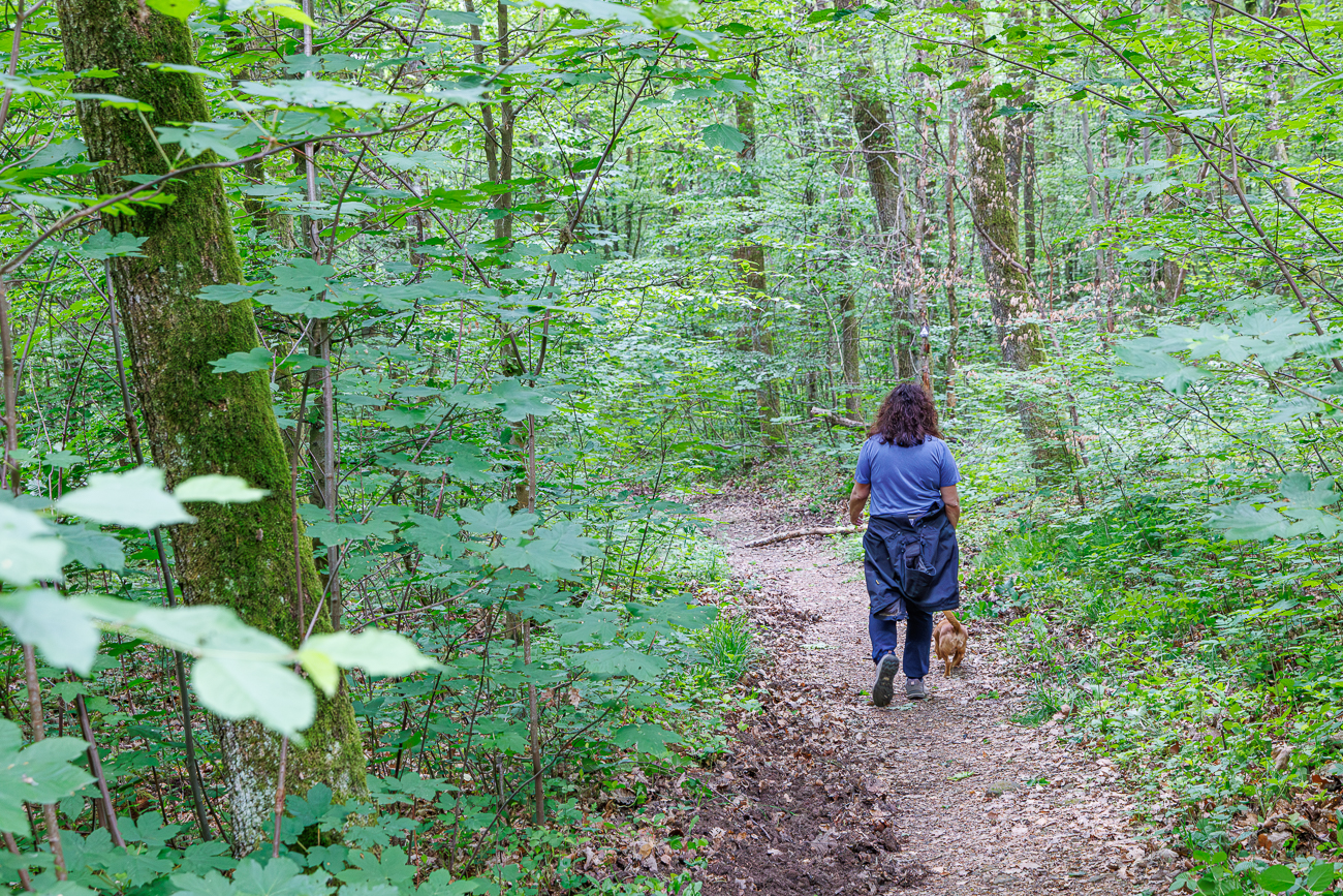 Linke Seite des Wegs von Wildschweinen aufgew&uuml;hlt