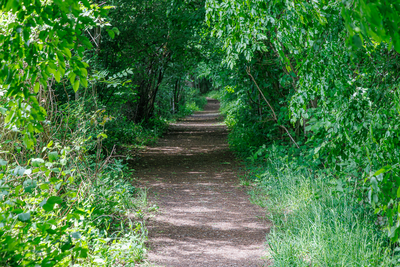 Bl&auml;tter&uuml;berdachter Weg
