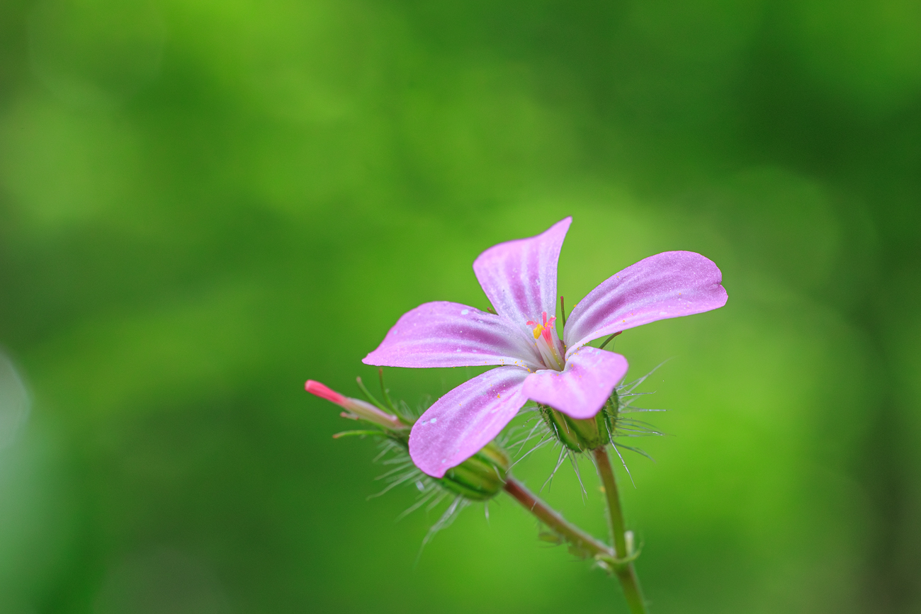 Stinkender Storchschnabel [Geranium robertianum]
