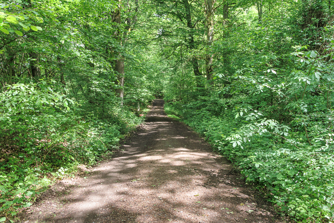 Waldweg unter dem Bl&auml;tterdach