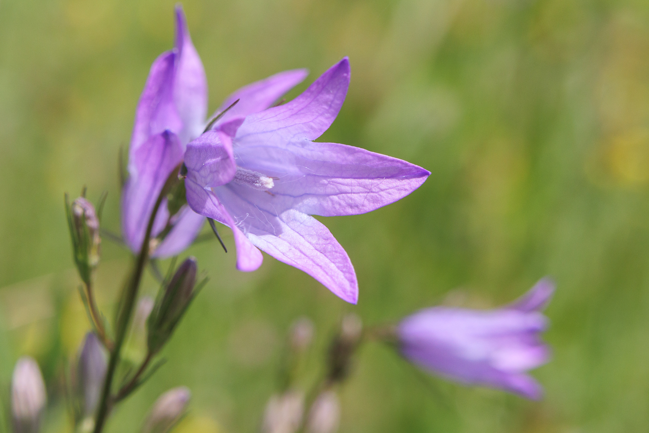 Rapunzel Glockenblume [Campanula rapunculus]