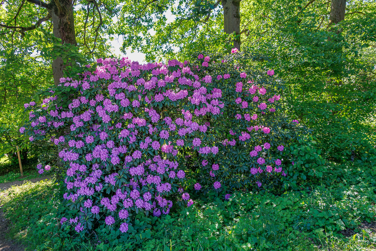 Pontischer Rhododendron [Rhododendron ponticum]