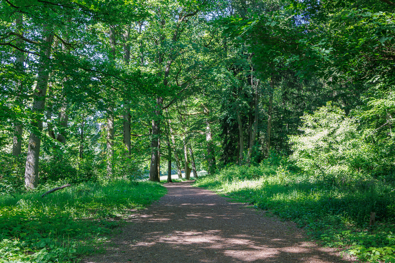 Breiter schattiger Waldweg