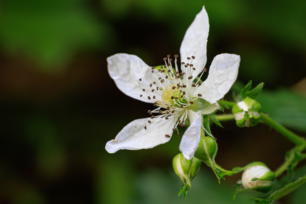 Acker-Brombeere [Rubus caesius]
