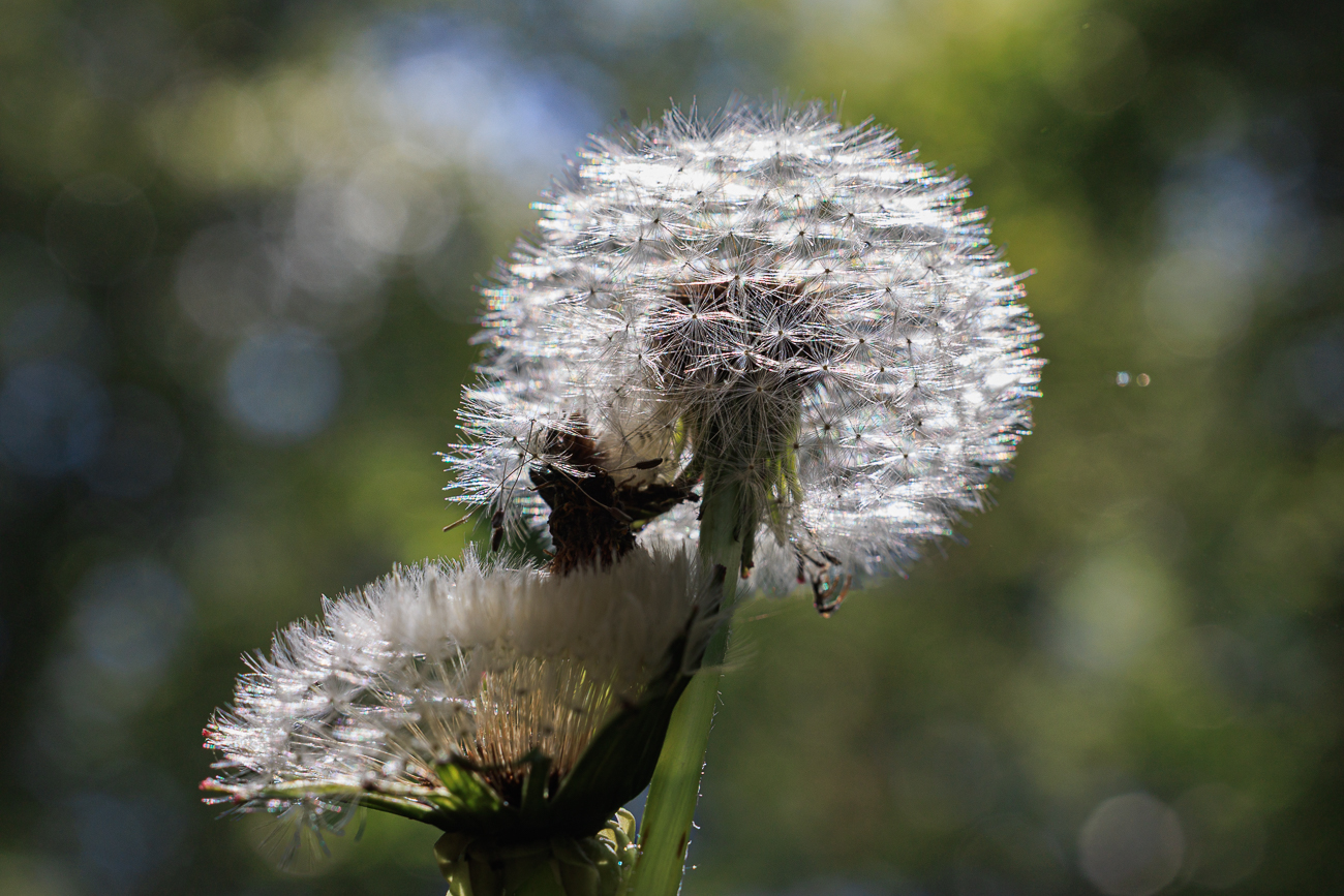 Ger&ouml;teter L&ouml;wenzahn [Taraxacum rubicundum]