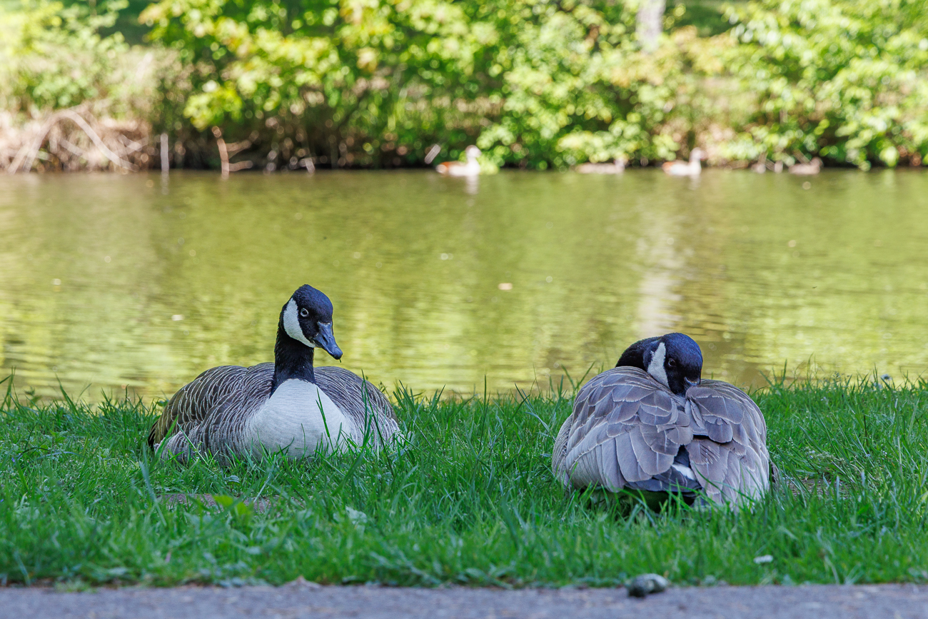 Kanadag&auml;nse [Branta canadensis] beim Chillen