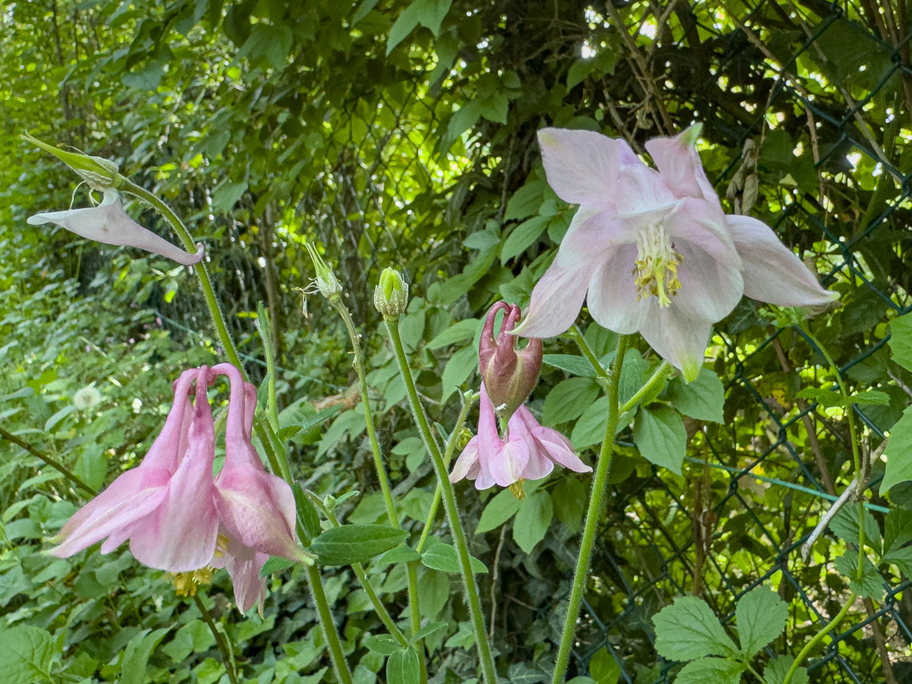 Gemeine Akelei [Aquilegia vulgaris]