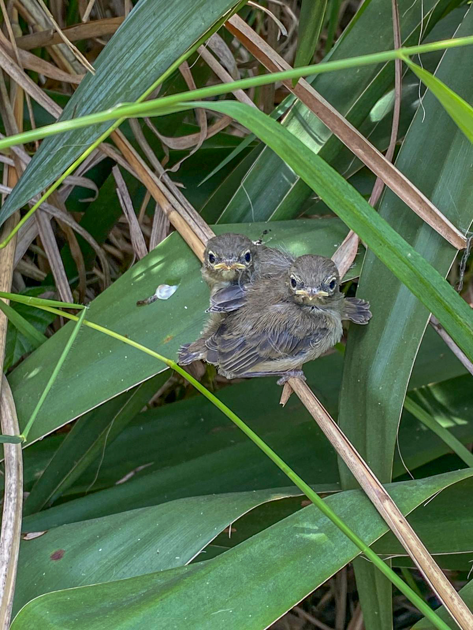 &Auml;stlinge unter ihrem Nest(Foto: Petra) 