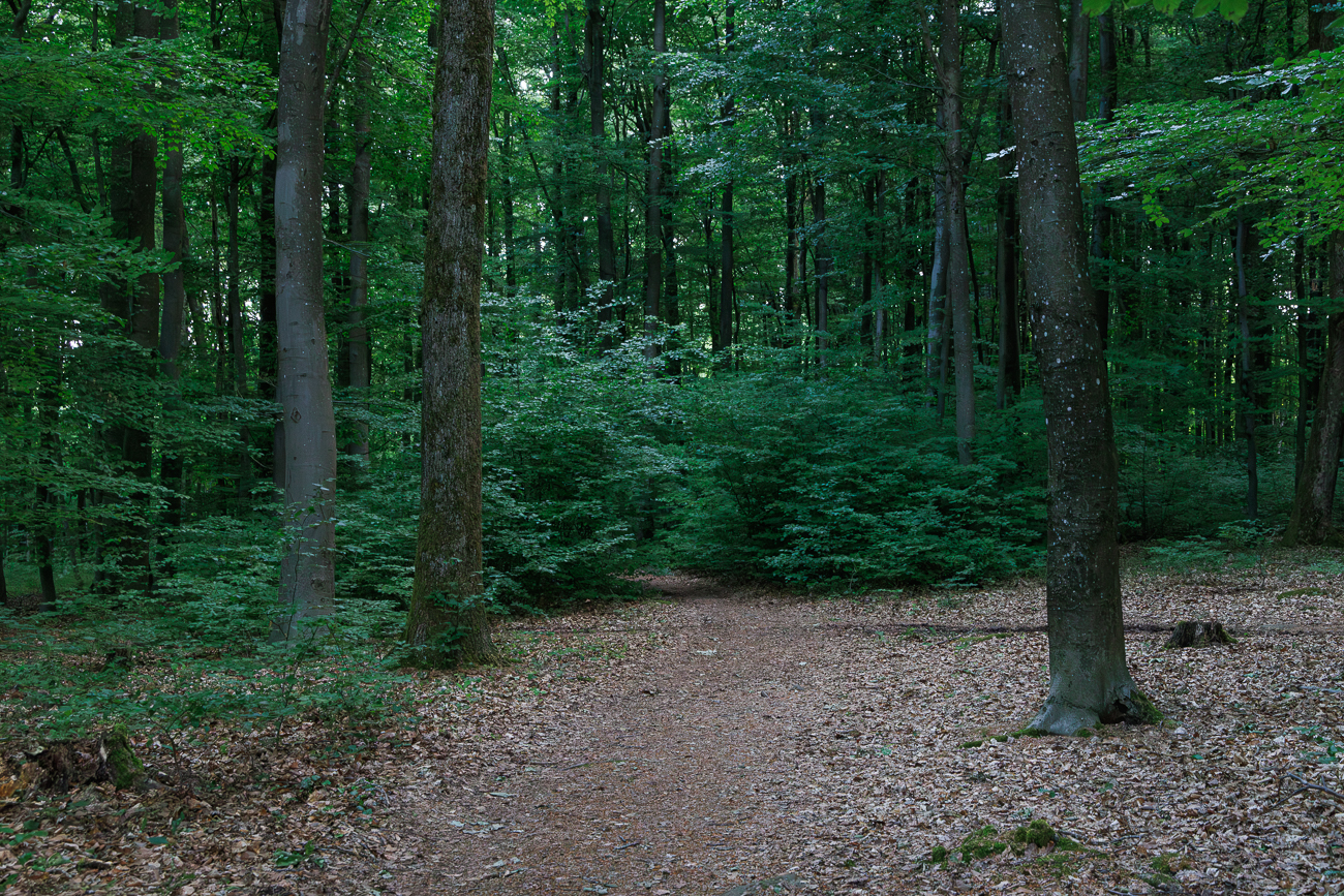 So fr&uuml;h am Morgen ist es im Wald noch dunkel