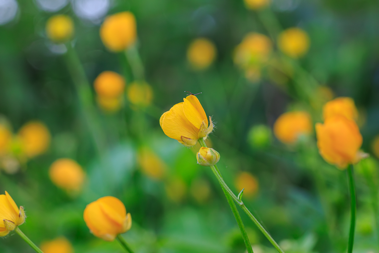 Vielbl&uuml;tiger Hahnenfu&szlig; [Ranunculus polyanthemos]