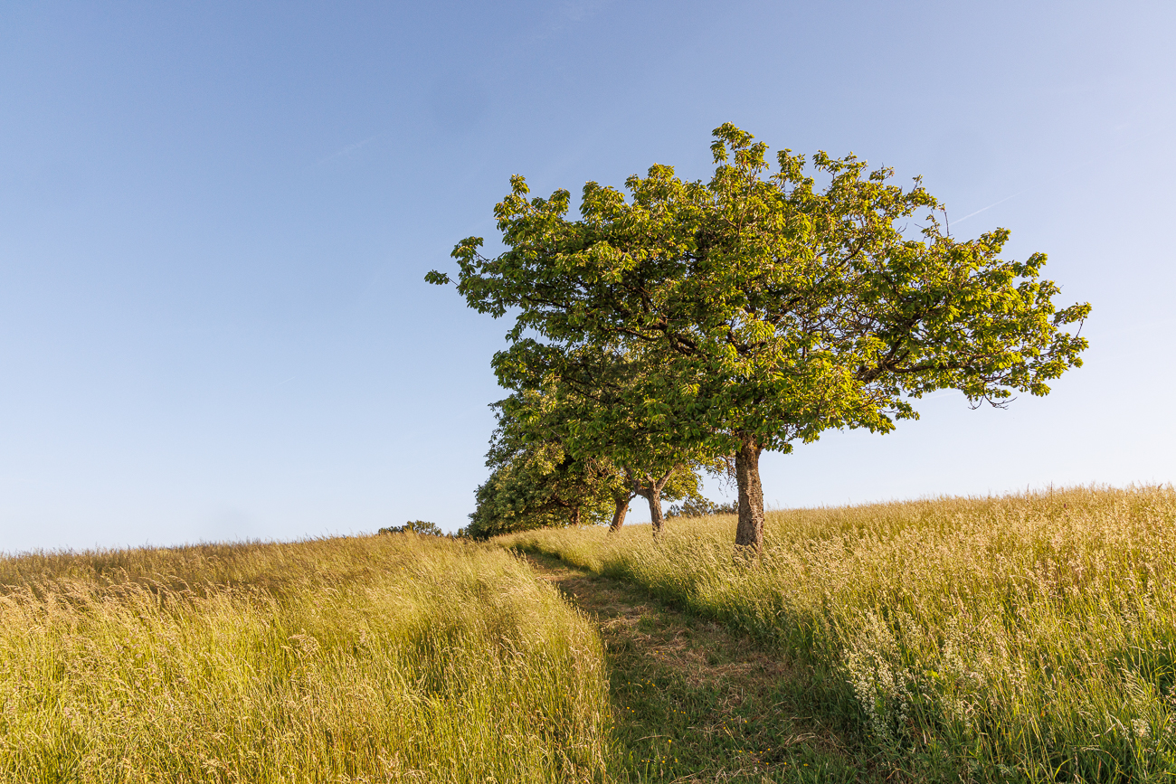 Obstbaum-Allee