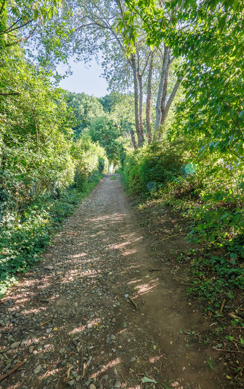 Im schattigen Wald ist es am Morgen noch k&uuml;hl
