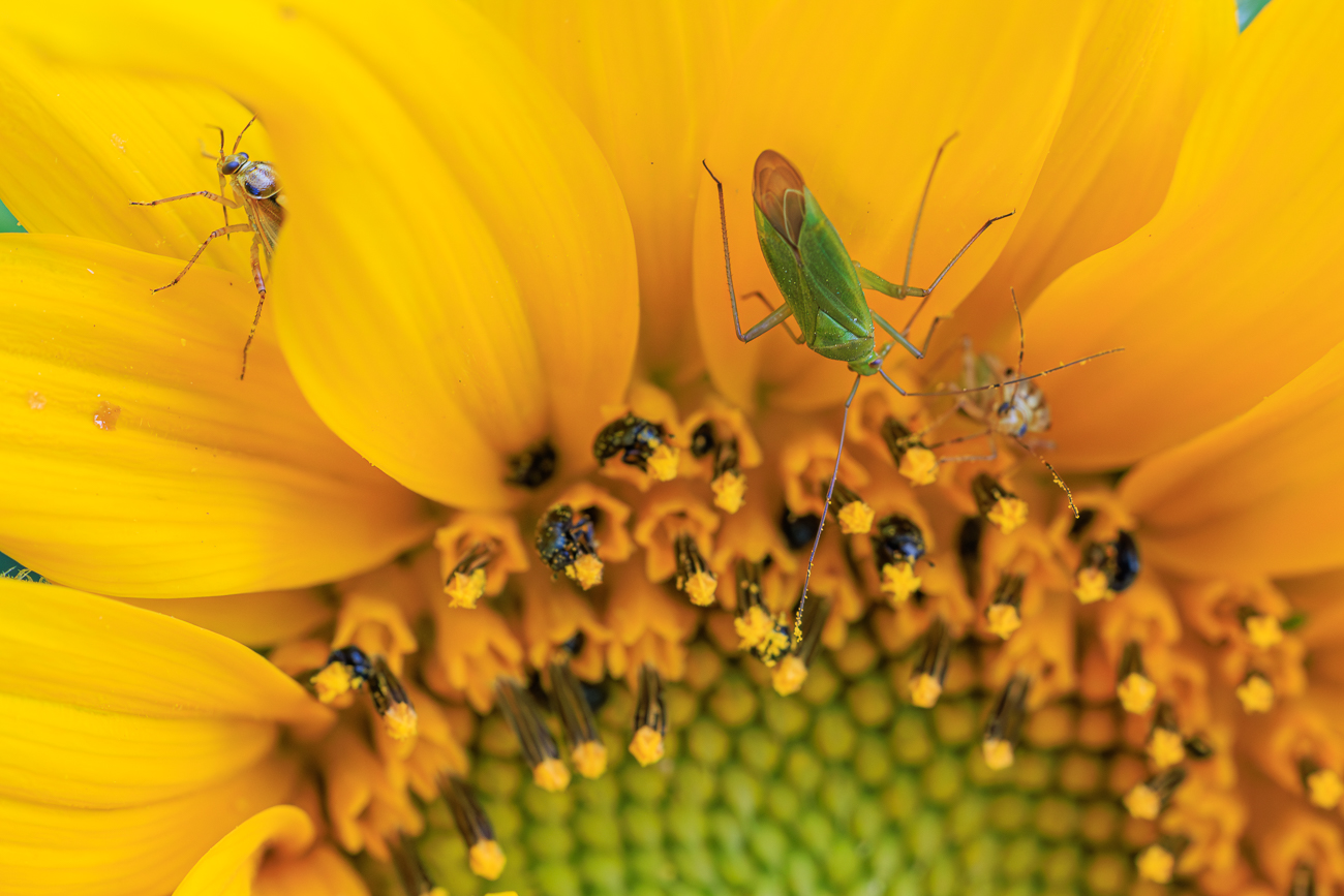 Zahlreiche Insekten in der Blüte der Sonnenblume