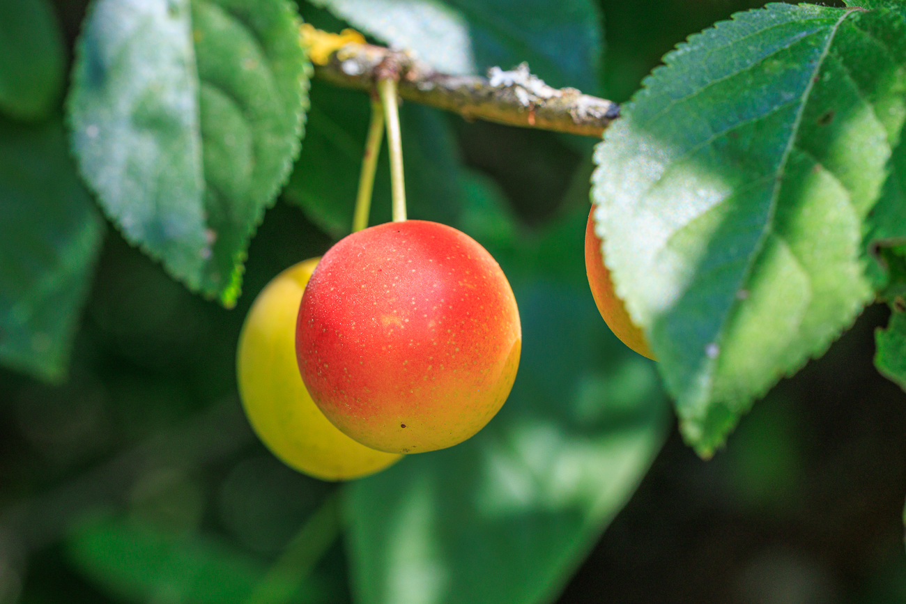 Mirabelle [Prunus domestica]