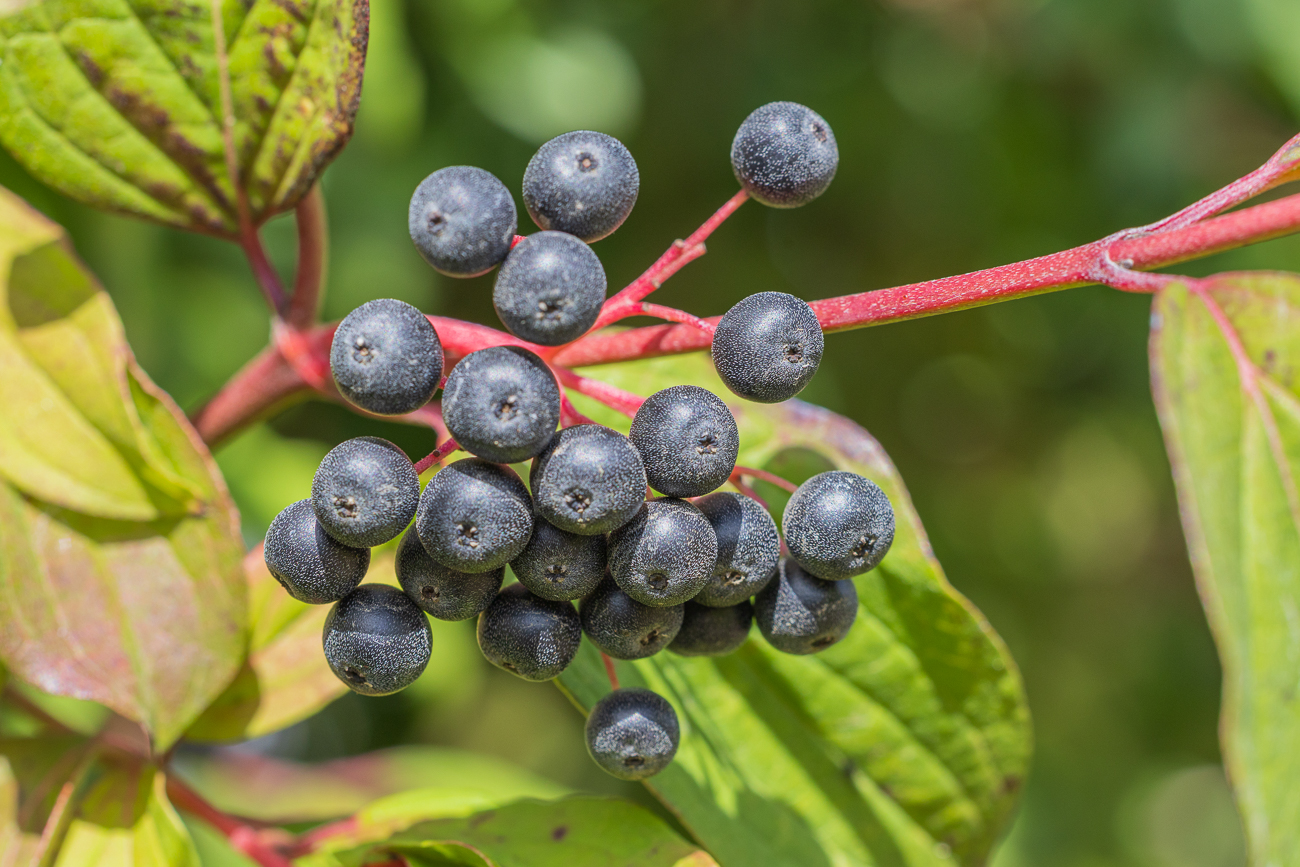 Echter Hartriegel [Cornus sanguinea]
