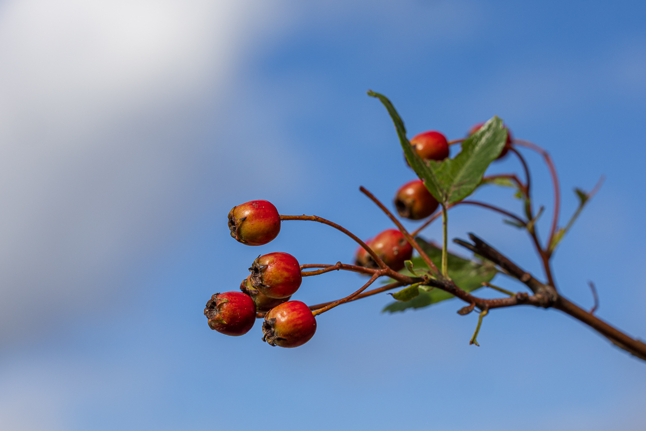 Gemeiner Wei&szlig;dorn [Crataegus laevigata]
