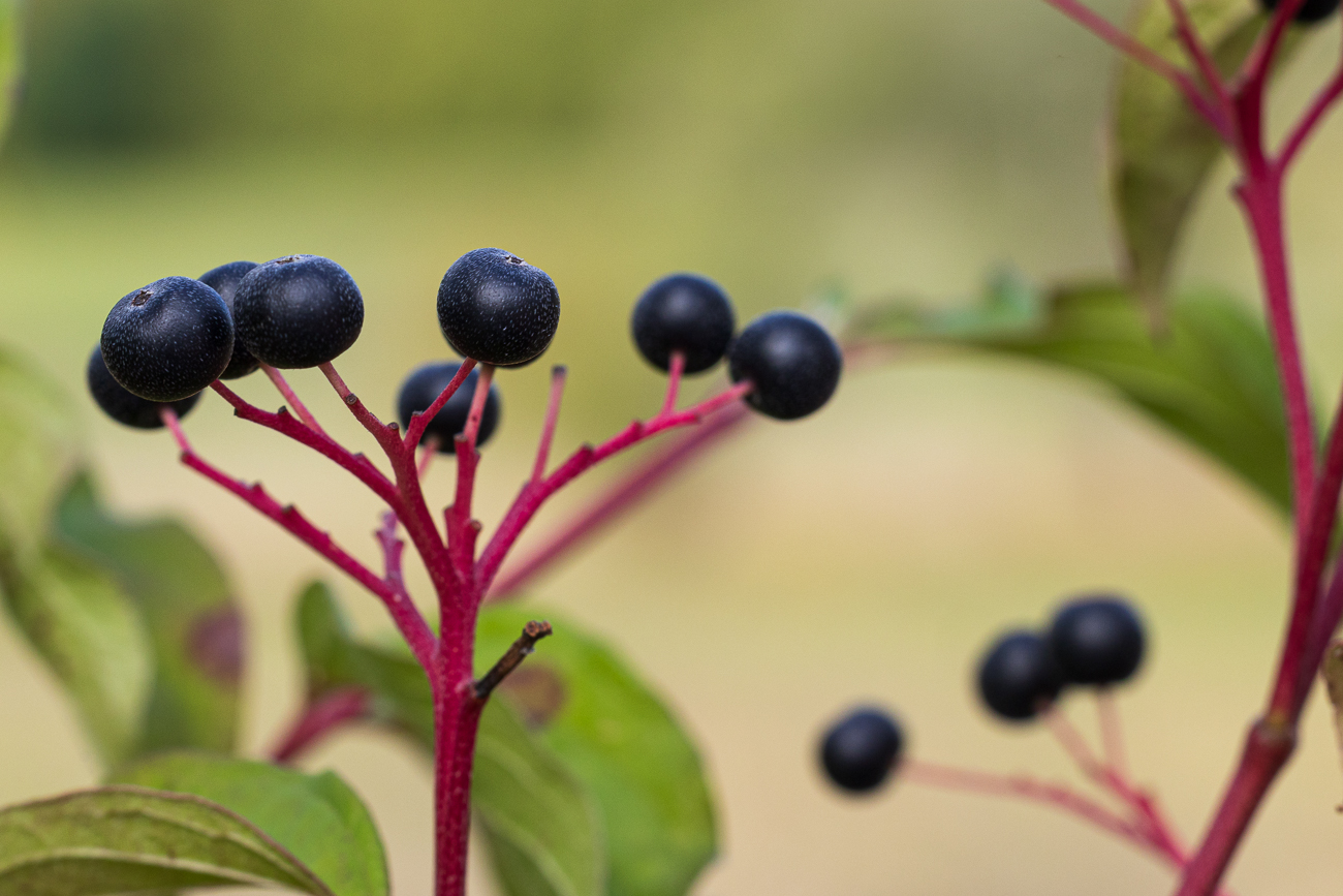 Echter Hartriegel [Cornus sanguinea]