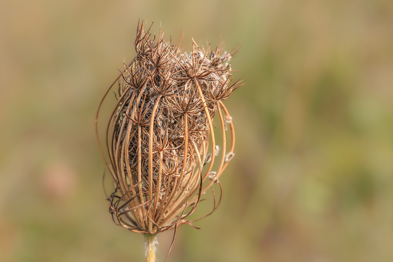 Wilde M&ouml;hre [Daucus carota]