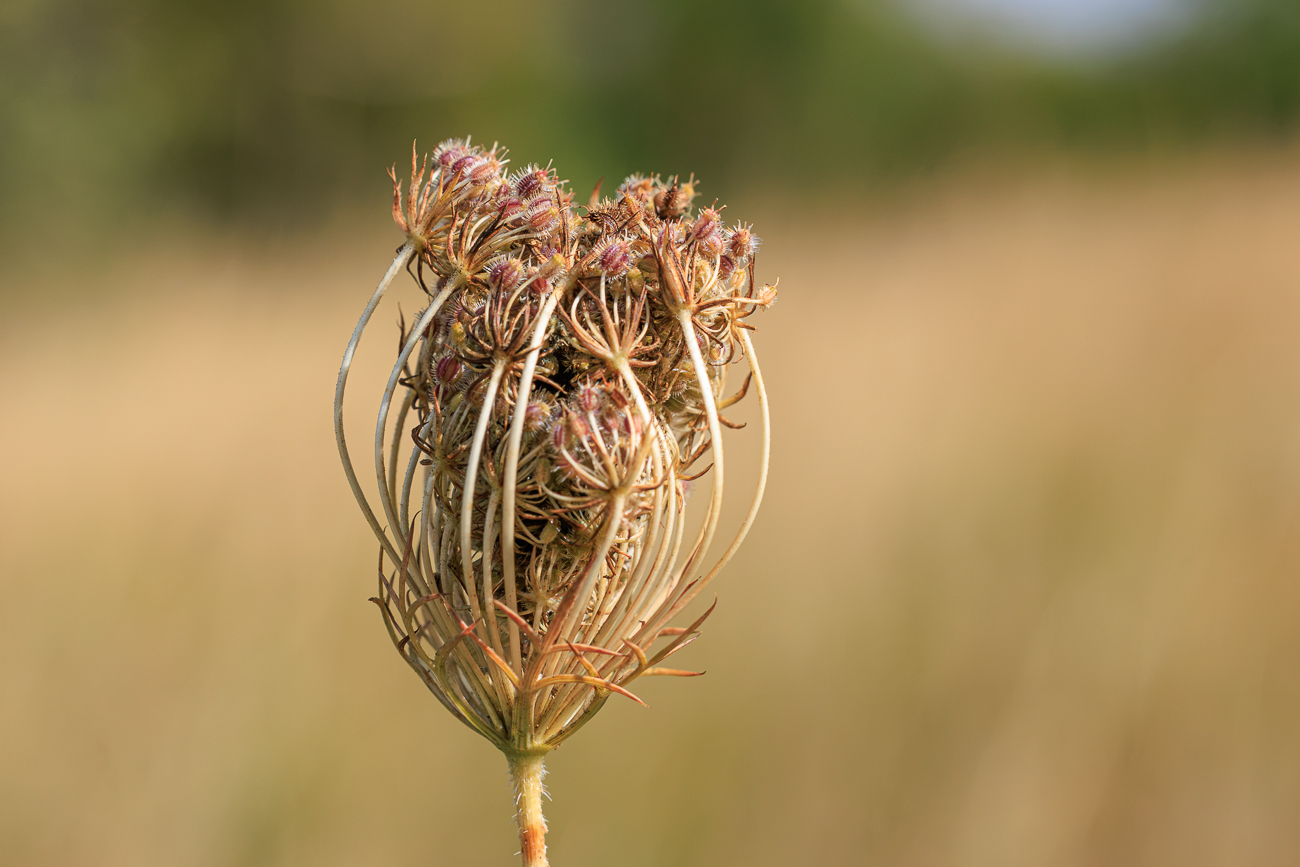 Wilde M&ouml;hre [Daucus carota]