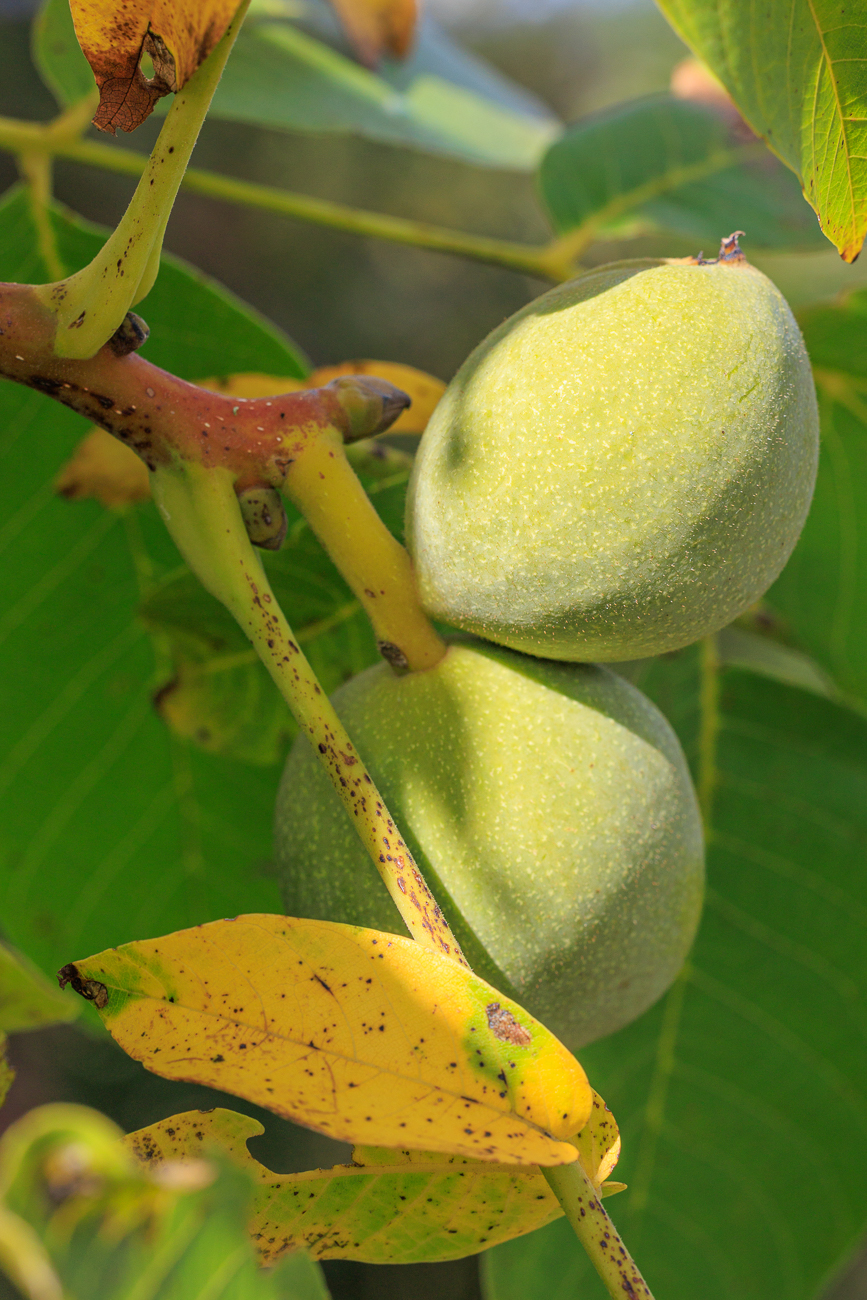 Echte Walnuss [Juglans regia]