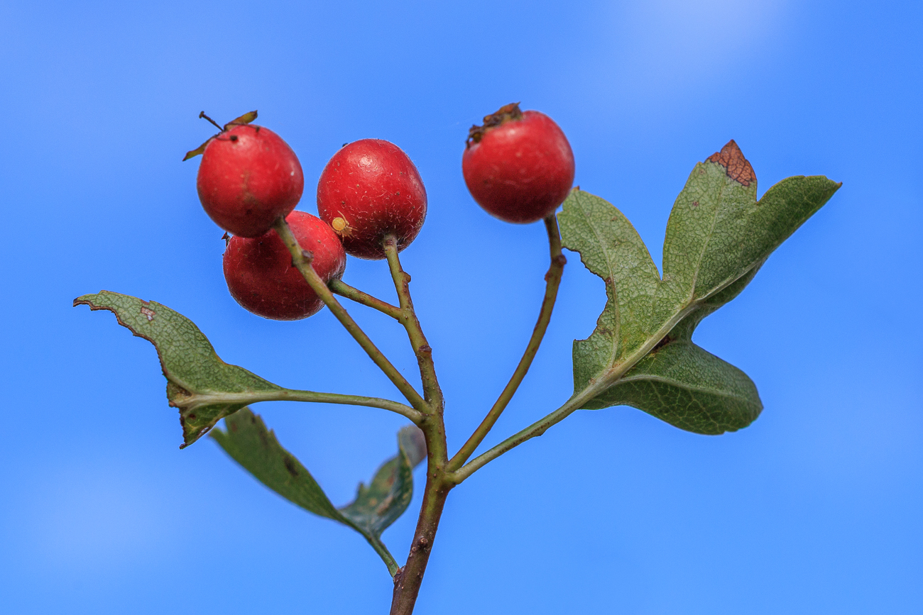 Eingriffiger Wei&szlig;dorn [Crataegus monogyna]