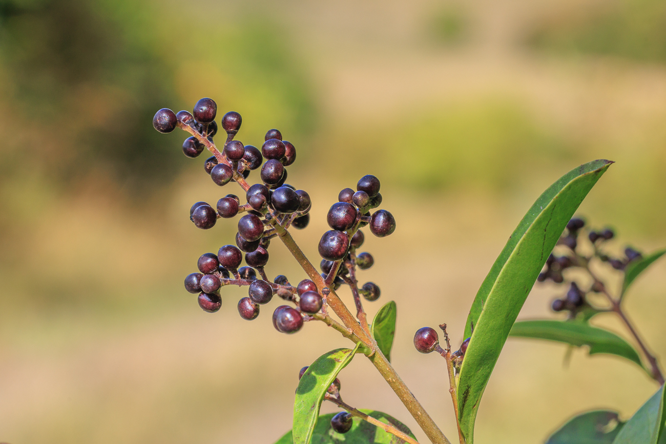Wahrscheinlich ein Liguster [Ligustrum vulgare]