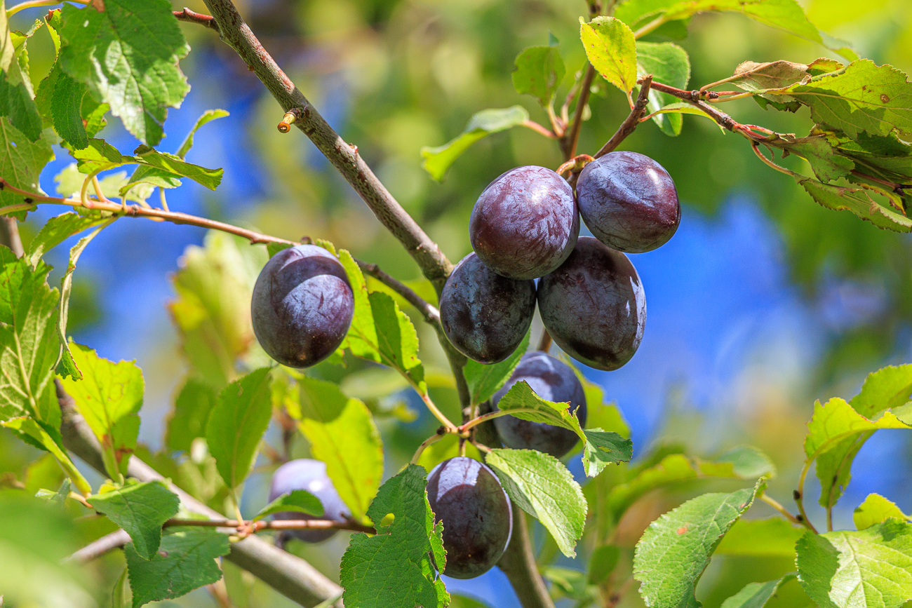 Pflaume [Prunus domestica]