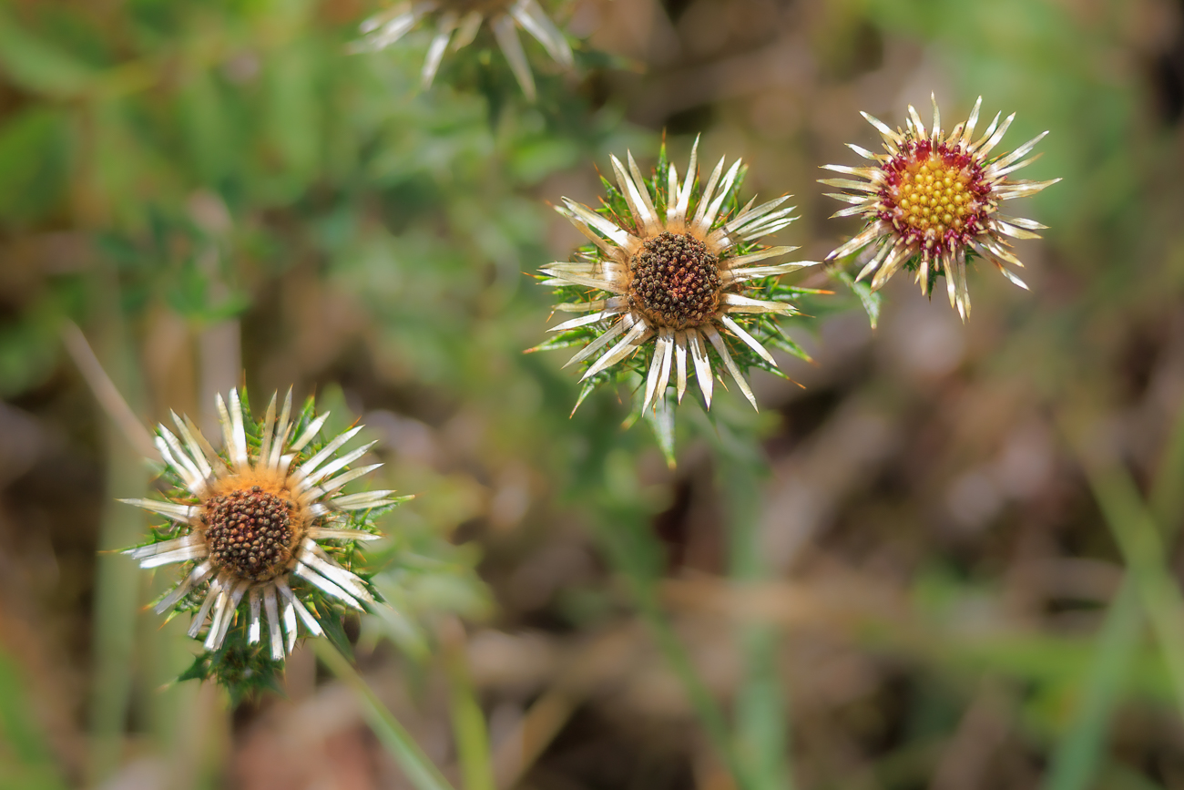 Golddistel [Carlina vulgaris]