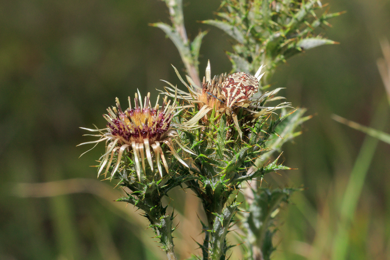 Golddistel [Carlina vulgaris] mit Besuch